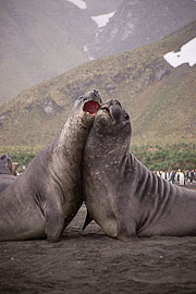 Picture 'Ant1_1_01378 Elephant Seal, Mirounga leonina, Southern Elephant Seal, Antarctica and sub-Antarctic islands, South Georgia, Gold Harbour'